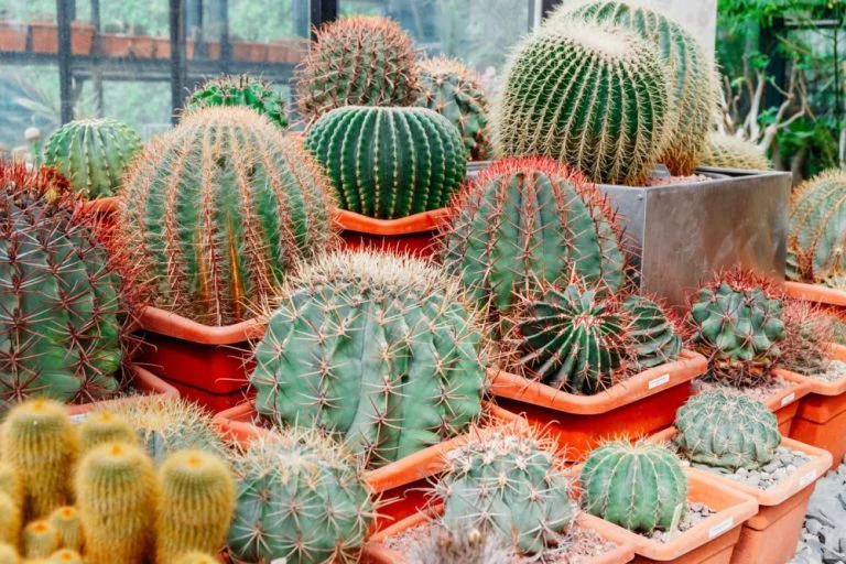 Does A Cactus Need Fertilizer