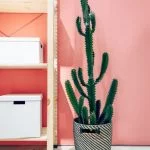 13 Best Types Of Cactus To Grow Indoors