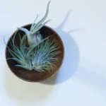 Here Are The Best Places To Put Air Plants
