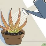 How Do I Know If My Aloe Vera is Dying