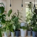 Top 8 Desert Plants To Grow Indoors