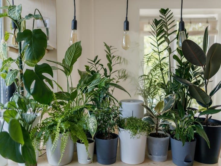 Top 8 Desert Plants To Grow Indoors