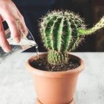 How Do You Know When A Cactus Needs Water