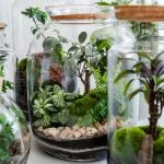 What Kind of Plants Grow Well In a Terrarium