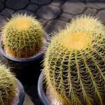 How Much Direct Sunlight Does A Golden Barrel Cactus Need