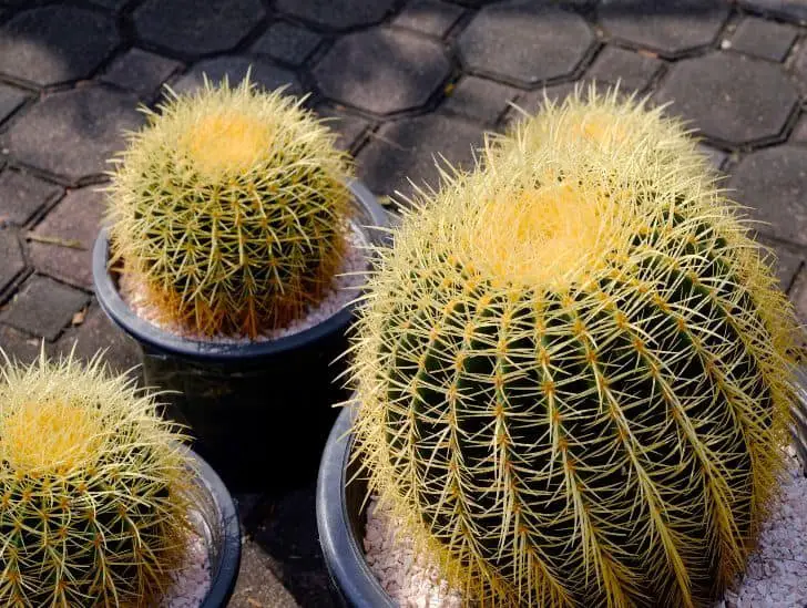 How Much Direct Sunlight Does A Golden Barrel Cactus Need