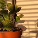 Can A Cactus Live Without Sunlight