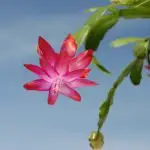 Here Is Why Your Christmas Cactus Doesn’T Bloom