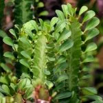 Growing Euphorbia: How I Propagated My Euphorbia