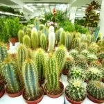 How To Make Your Cactus Grow Faster