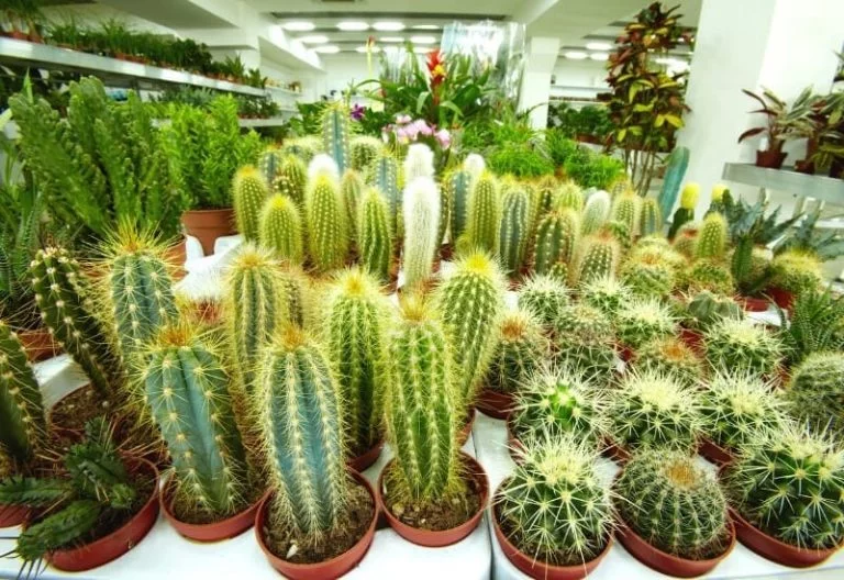 How To Make Your Cactus Grow Faster