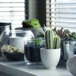 Cactus Care: How to Grow Healthy Cactus Indoors