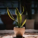 15 Amazing Facts You Didn’T Know About Snake Plant