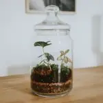 How Long Can a Plant Live In a Terrarium