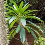 Ultimate Guide: How to Care for Madagascar Palm