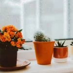 Great Companion Plants And Flowers For Your Cactus