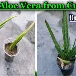 How to Propagate Aloe Vera Plant