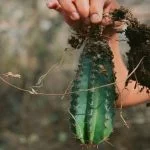 5 Warning Signs For Cactus Root Rot