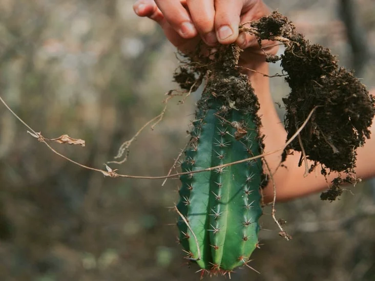 5 Warning Signs For Cactus Root Rot