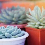 Ultimate Guide: How To Care For Echeveria Elegans