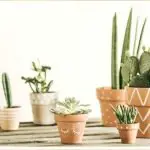 Is Cactus A Good Indoor Plant