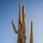 15 Tall Cactus Plants With Names