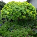 9 Best Types of Euphorbia to Grow