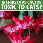 Is Cactus Poisonous to Cats
