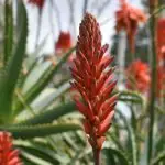 Ultimate Guide on How to Get Your Aloe Vera to Flower