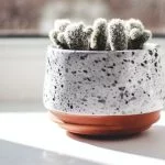 Can A Cactus Get Sunburn And How To Prevent It