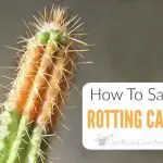 How Do You Know If A Cactus Is Rotting