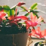 How To Make A Christmas Cactus Bloom Here are the Secrets