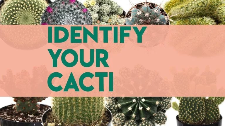 How To Identify Different Kinds Of Cactus Plants