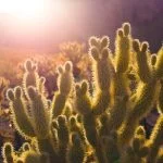 Does A Cactus Need Sun Shine Your Cactus With the Following Tips