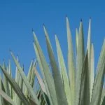 Does Agave Need Direct Sunlight