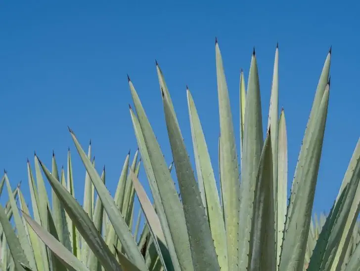 Does Agave Need Direct Sunlight